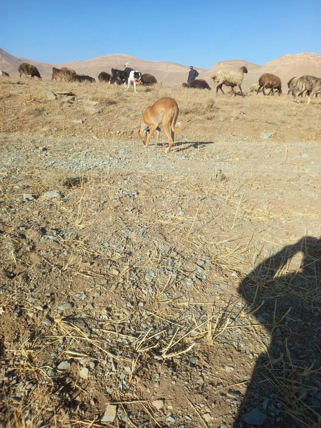 سلام واگذاری دوتا تول تازی|سگ|کمیجان, |دیوار