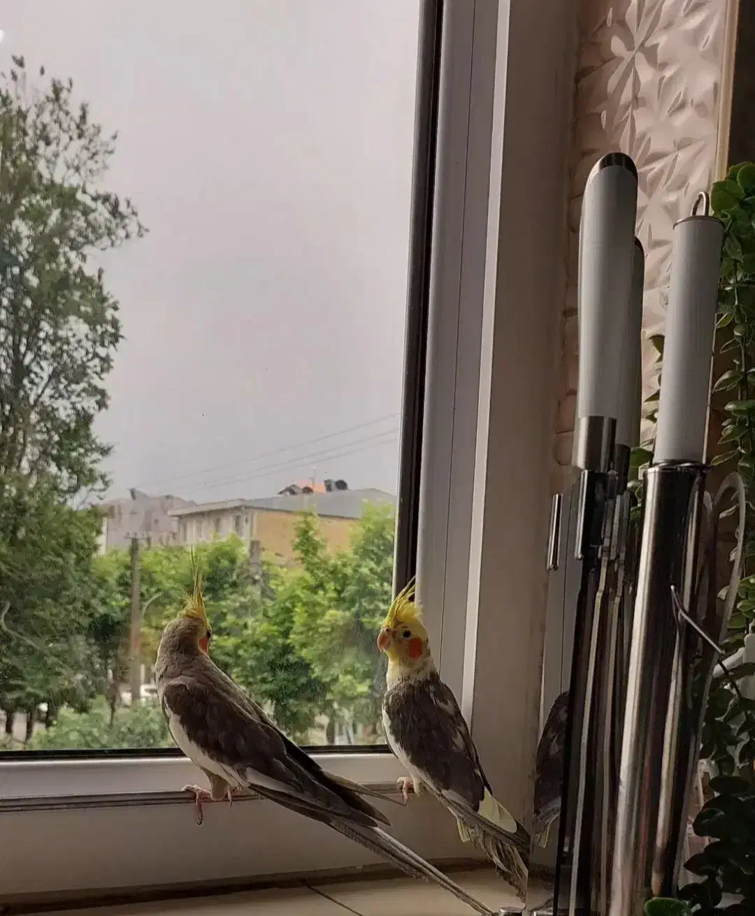 عروس هلندی نر|پرنده|لاهیجان, آهندان|دیوار