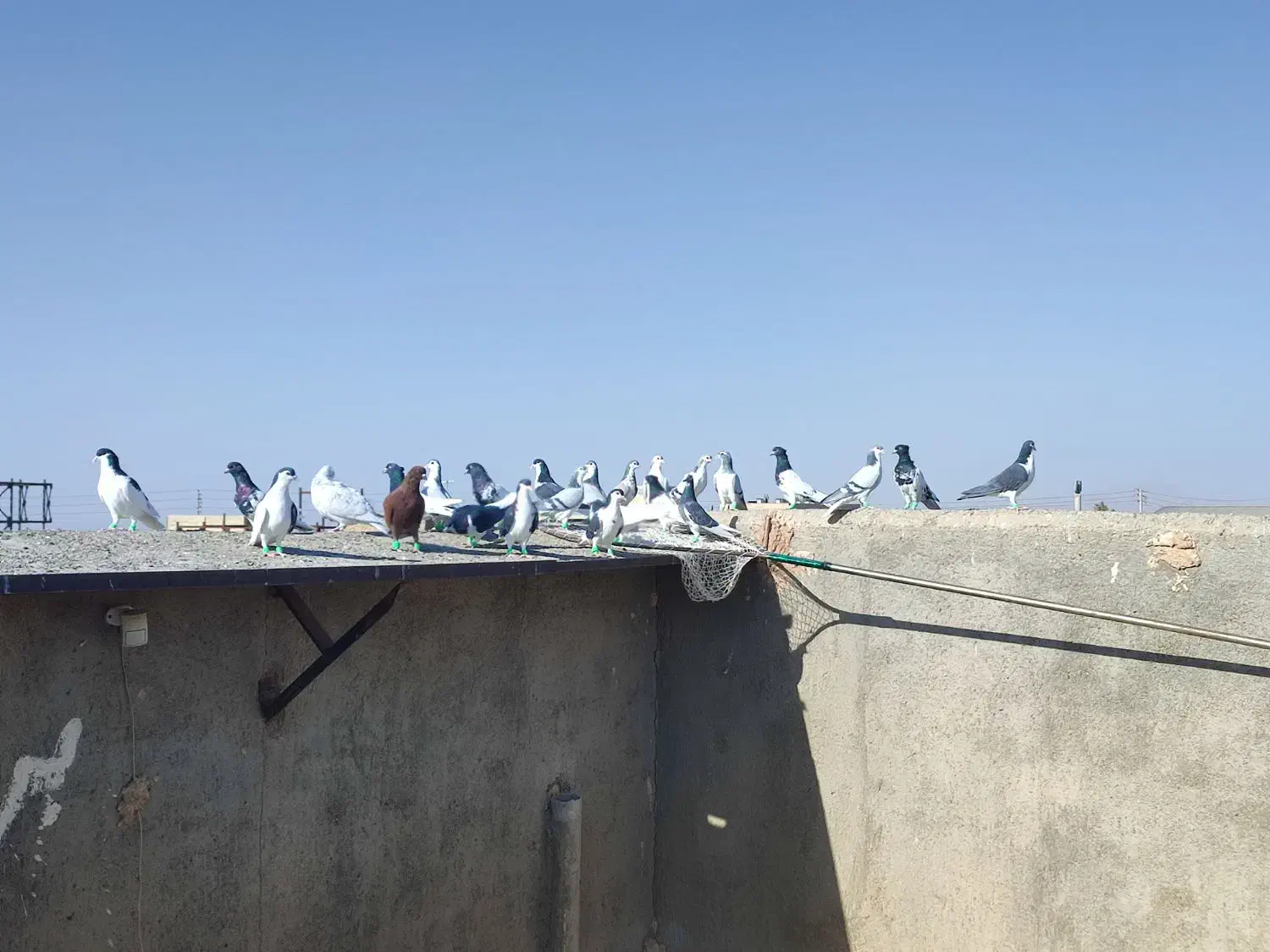 کبوتر|پرنده|مه ولات, |دیوار