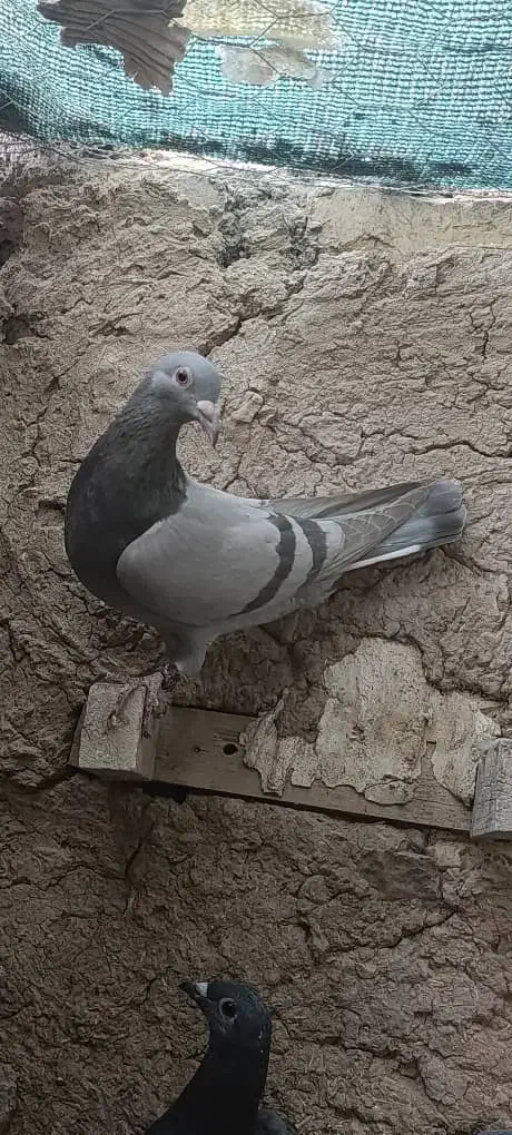 نروماده‌سوسنی پلاکی کفتر‌|پرنده|سیدان, |دیوار