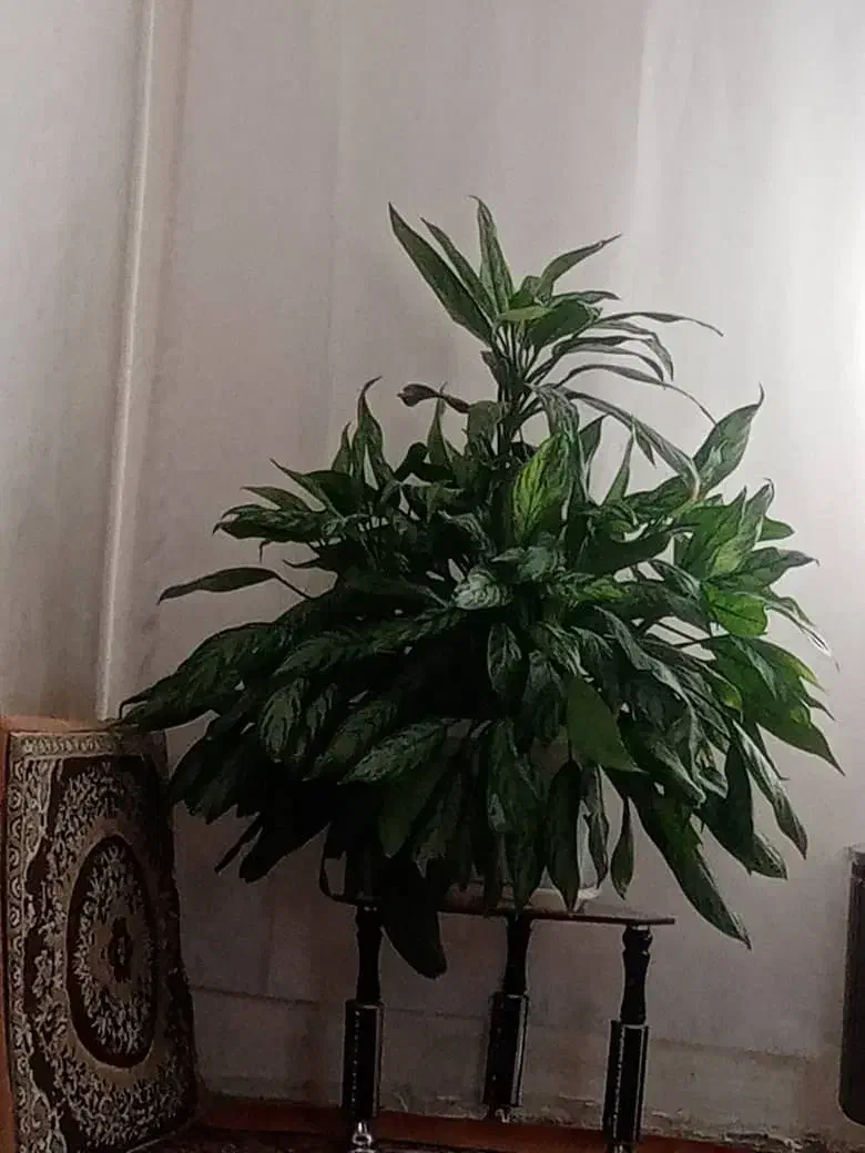 گل وگیاه|گل و گیاه طبیعی|مریوان, |دیوار