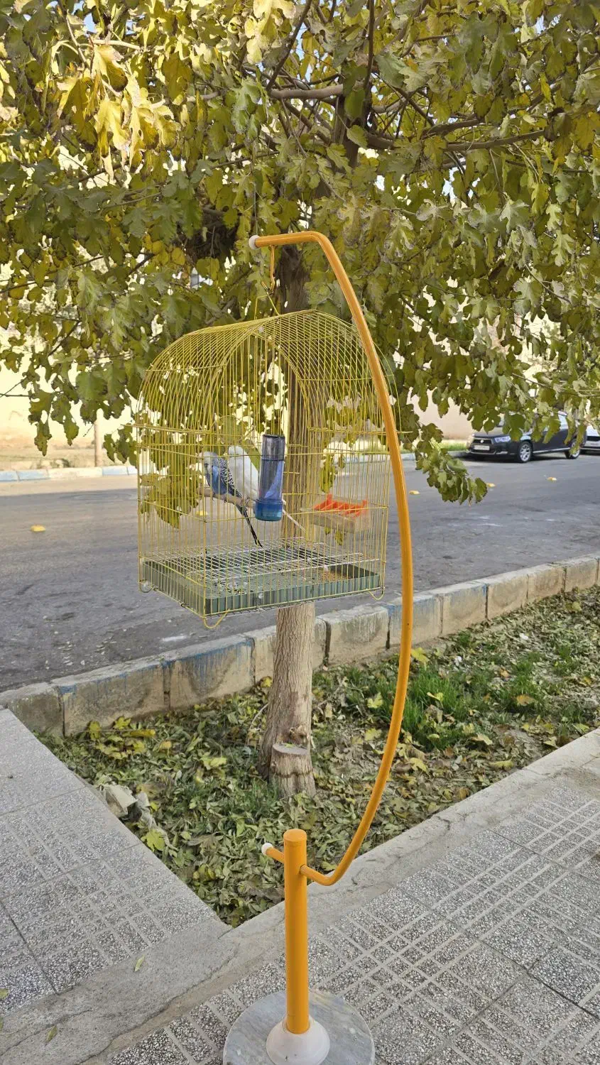 یک جفت مرغ عشق انگلیسی گرید A|پرنده|شاهینشهر, شهرک میلاد|دیوار