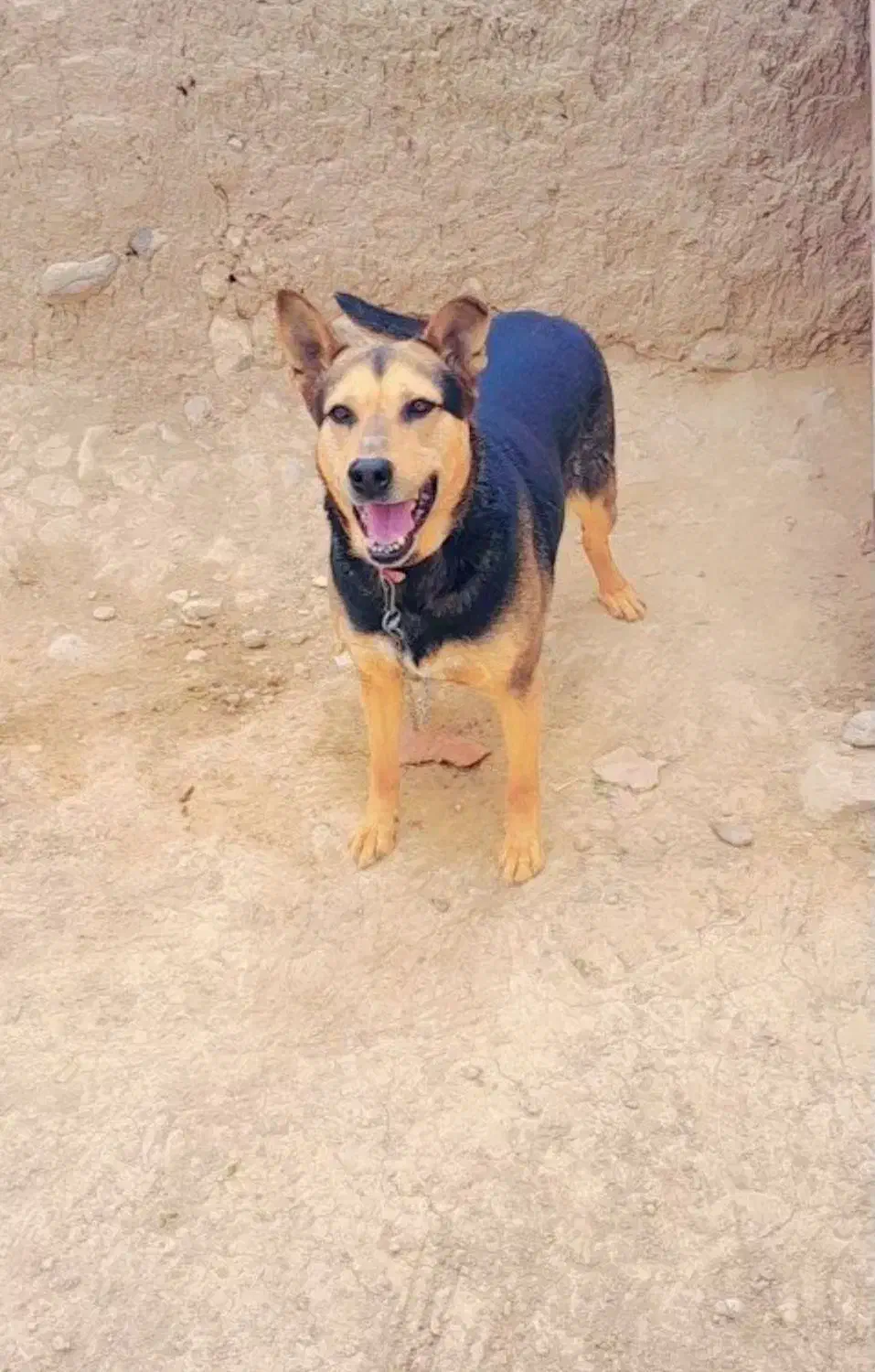 سگ ژرمن|سگ|شیروان (خراسان), |دیوار