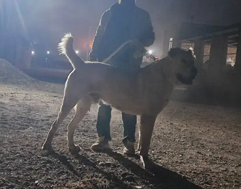 واگذاری سگ خراسانی|سگ|مشهد, مقدم|دیوار