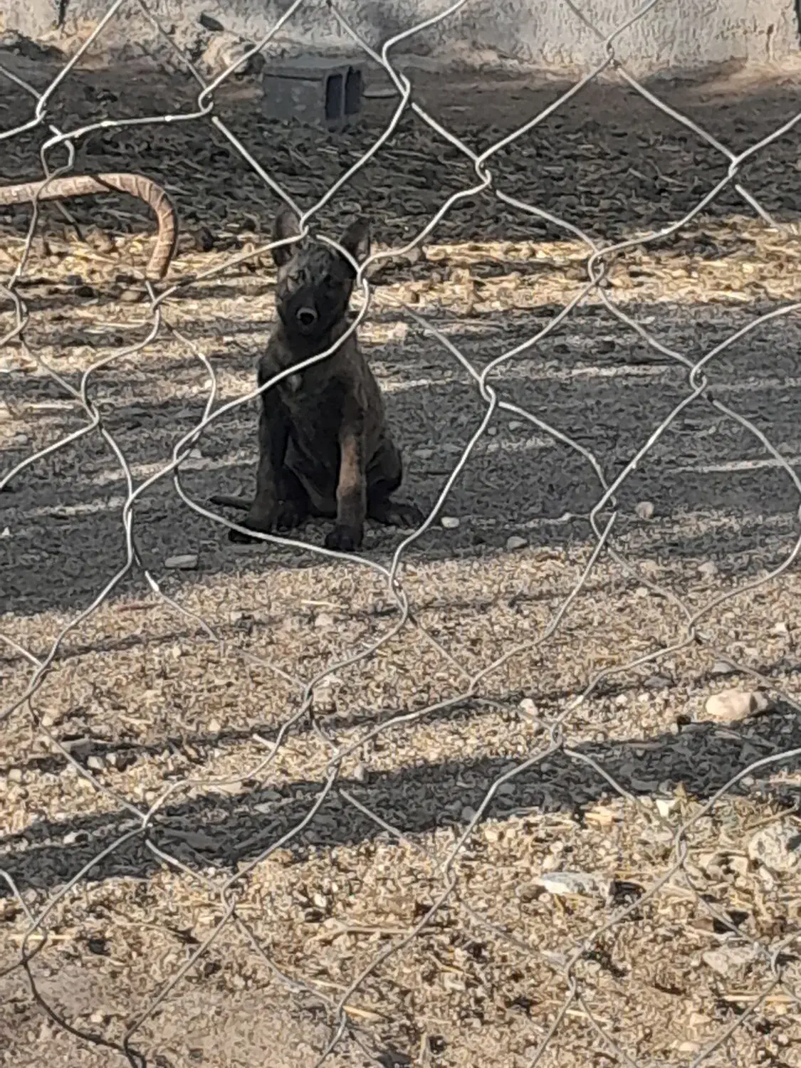 مالینویز|سگ|صدرا-فارس, فاز ۱|دیوار