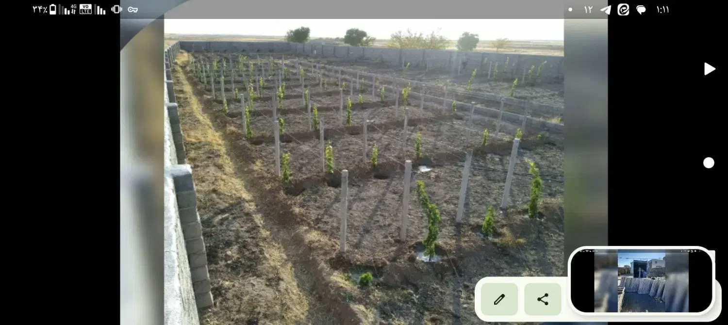 نهال انگور شرابی و مویز ترکمن ۴|خدمات باغبانی و درختکاری|تربت جام, تیپ ۳۸ زرهی تربت جام|دیوار