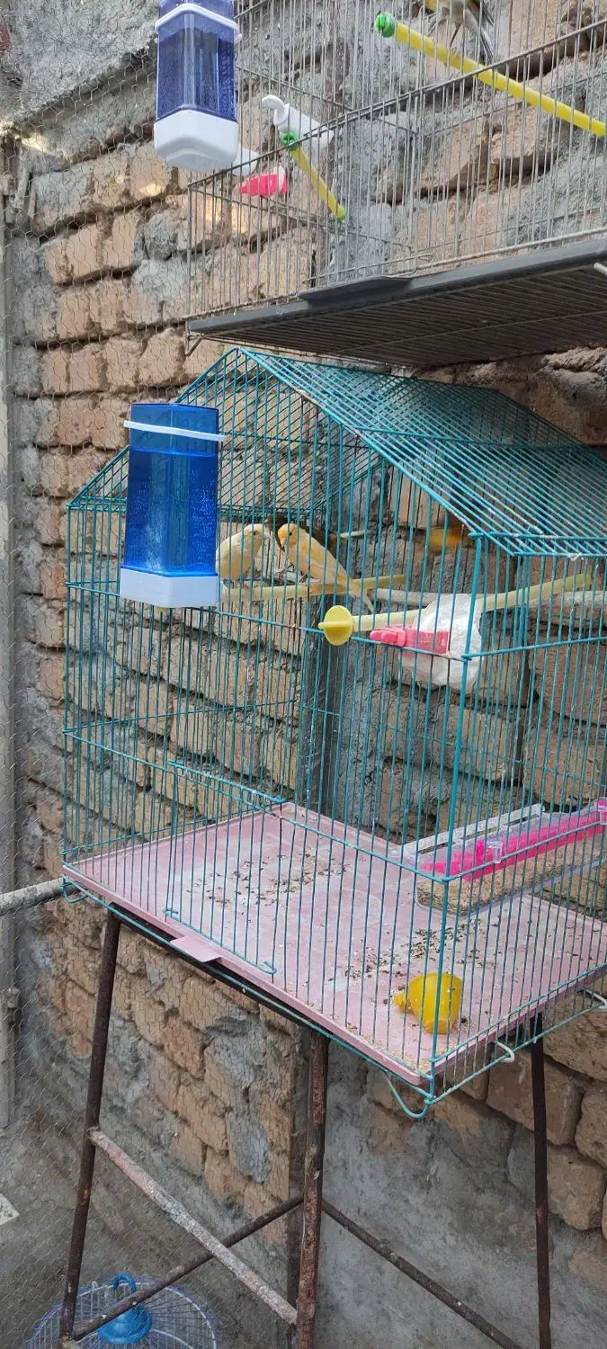 سهره سینه سرخ گلبسر|پرنده|دهاقان, |دیوار