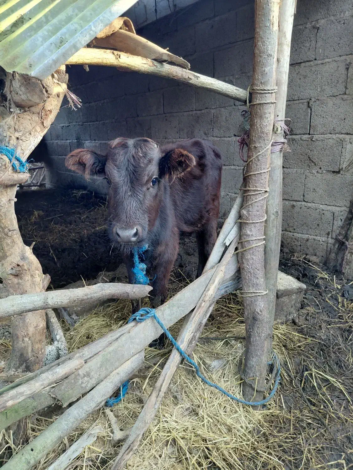 گاو به همراه گوساله|حیوانات مزرعه|آستانه اشرفیه, |دیوار