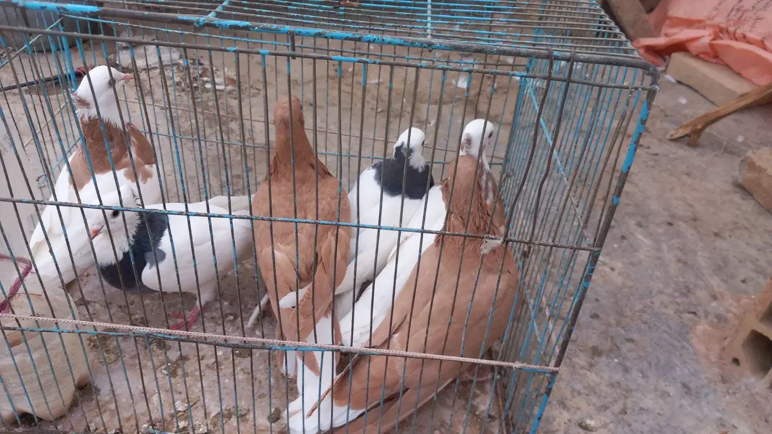 کفتر|پرنده|سبزوار, قصبه شرقی|دیوار