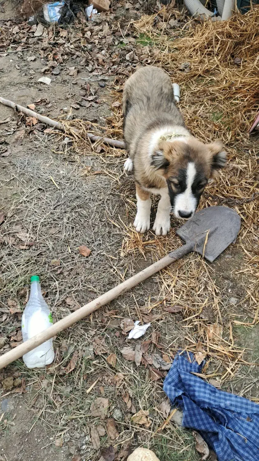 سگ گمشده|حیوانات|پارس‌آباد, |دیوار