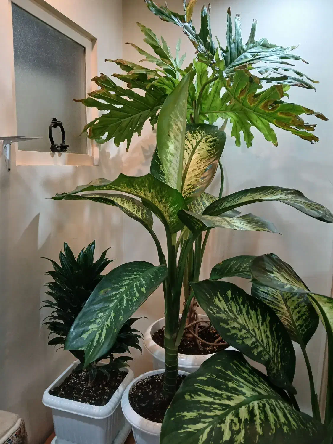 گلهای اپارتمانی سالم به قیمت مناسب|گل و گیاه طبیعی|تهران, دهقان|دیوار