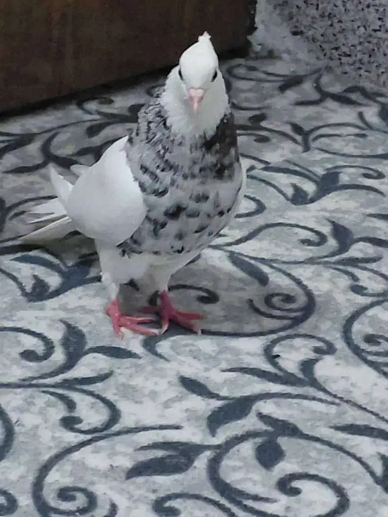 کفتر طوق شازده هفت رنگ|پرنده|خور (فارس), |دیوار