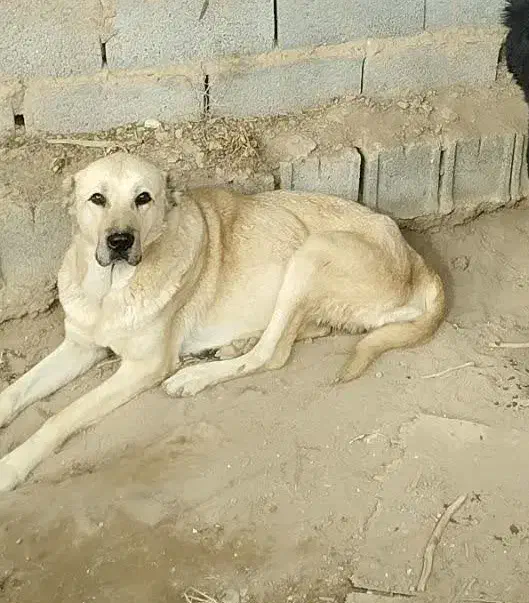 لاس سرابی|سگ|برخوار, |دیوار