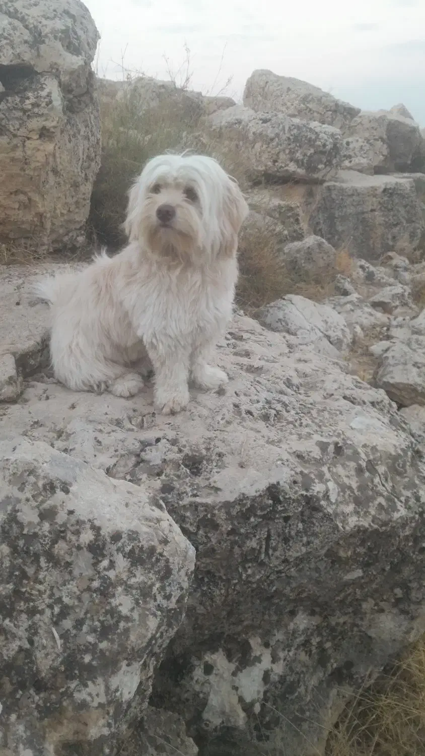 سپا کوتاه پشمالو|سگ|کوه چنار, |دیوار