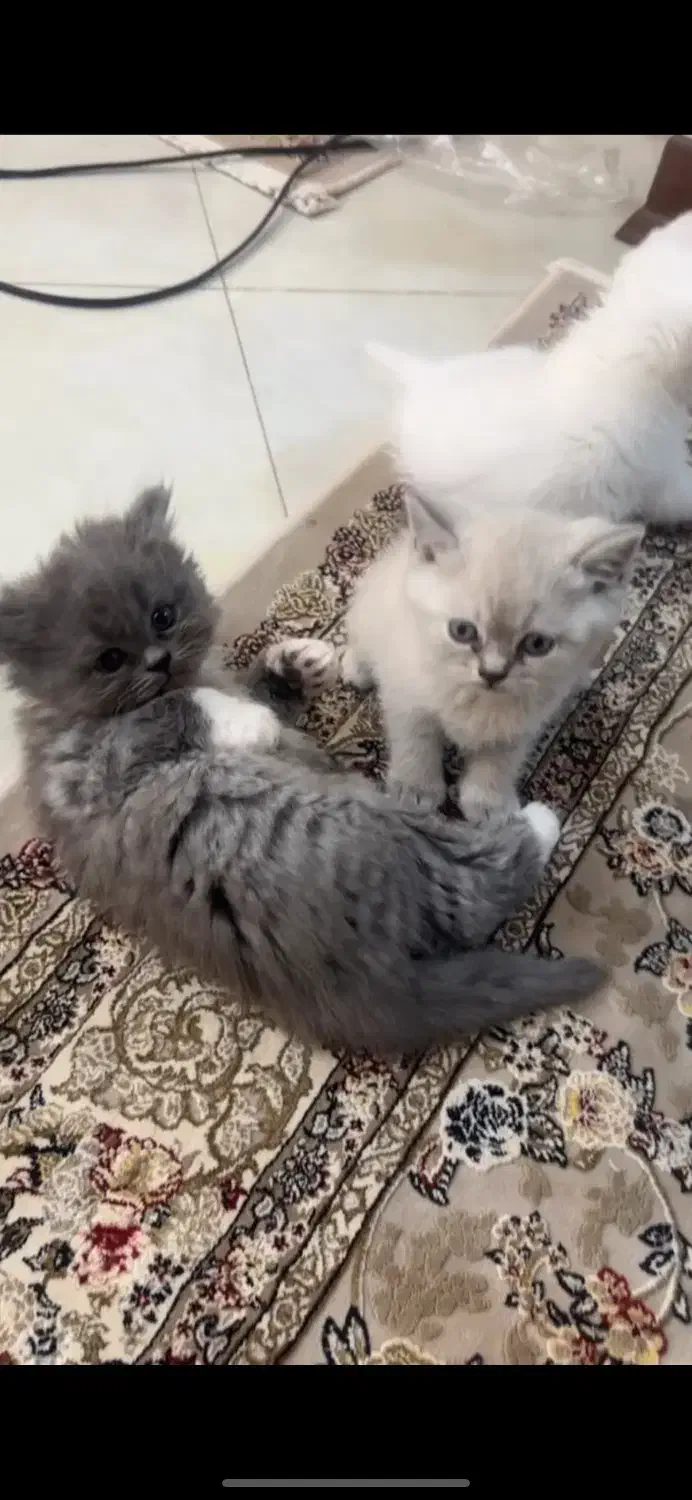 گربه پرشین،اسکاتیش،بریتیش|گربه|اراک, |دیوار