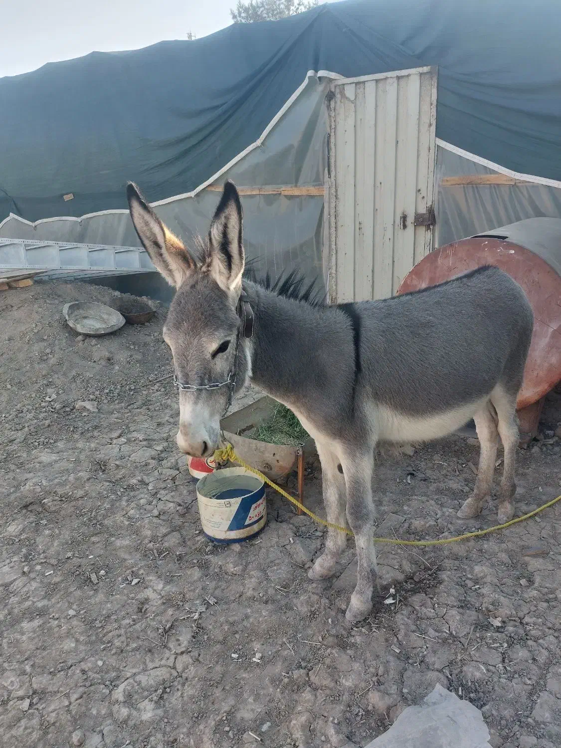 فروش ۲عدد الاغ در منطقه برخوار|حیوانات مزرعه|حبیب آباد, |دیوار