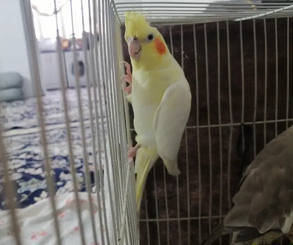 جفت عروس فروش و معاوضه|پرنده|مشهد, طبرسی شمالی|دیوار