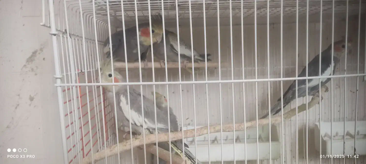 عروس هلندی رامشیر|پرنده|رامشیر, |دیوار