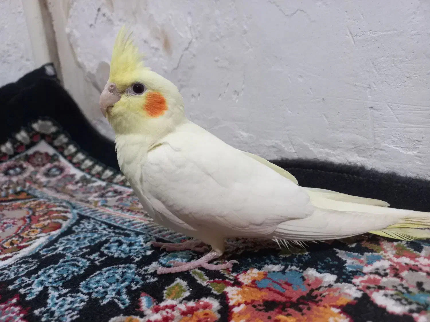 عروس هلندی|پرنده|اردبیل, |دیوار