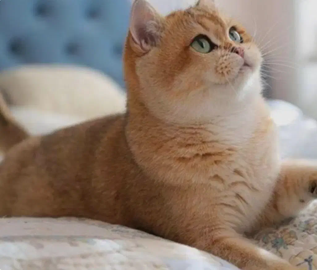 جفتگیری|گربه|کرمان, |دیوار