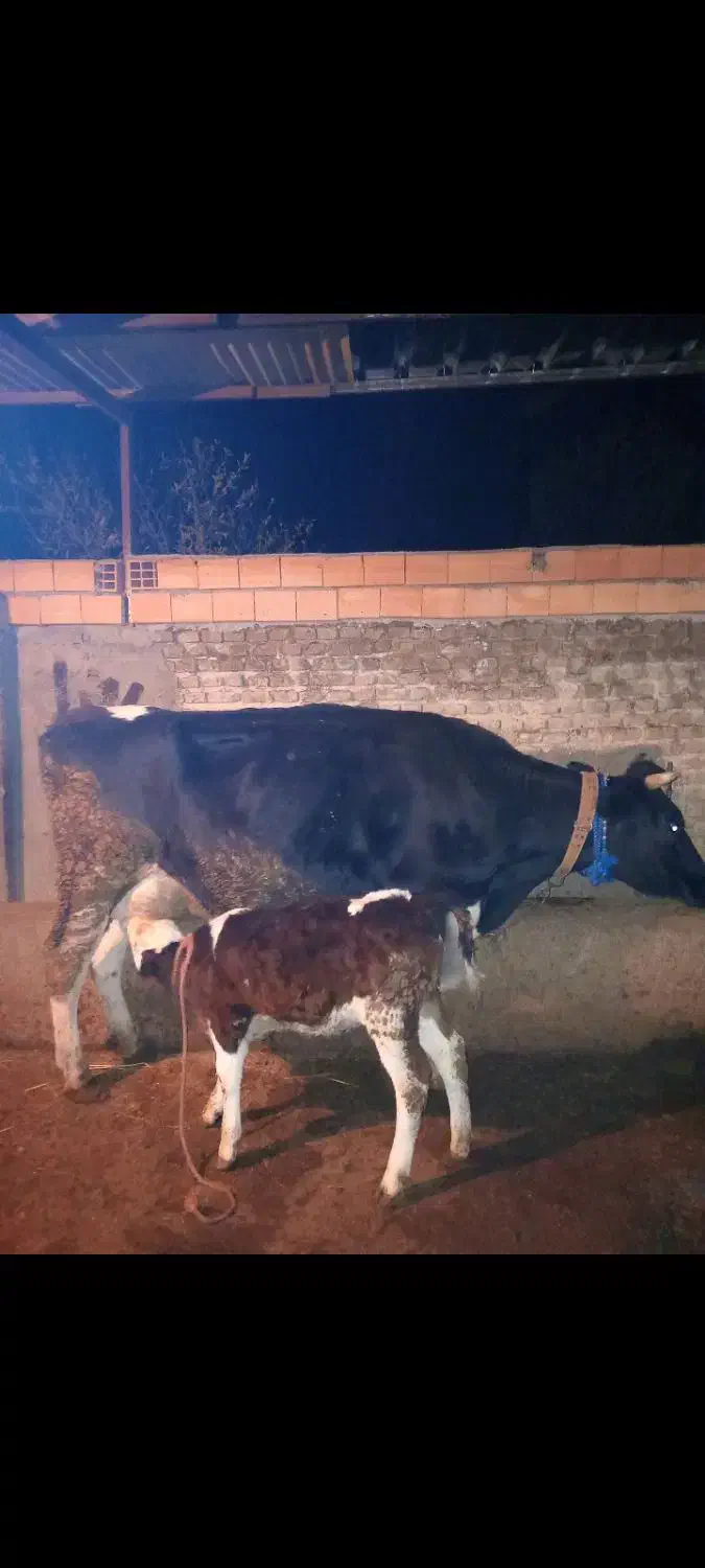 گاو با گوساله ماده|حیوانات مزرعه|خلیل شهر, |دیوار