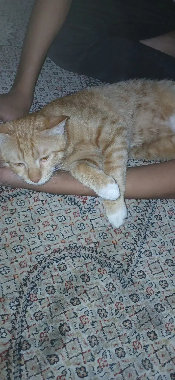 گربه نرشش ماه|گربه|همدان, |دیوار