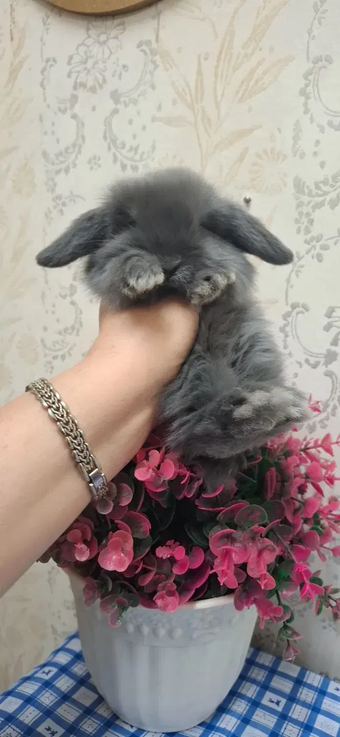 خرگوش لوپ|موش و خرگوش|اهواز, نادری|دیوار