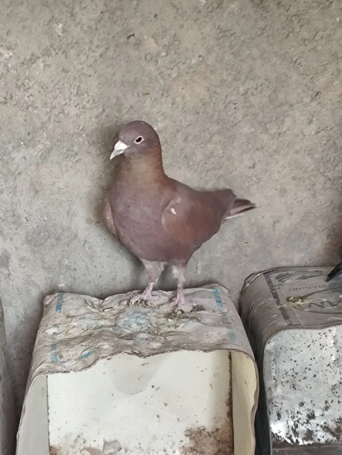 گلی دمسفید|حیوانات|رفسنجان, |دیوار