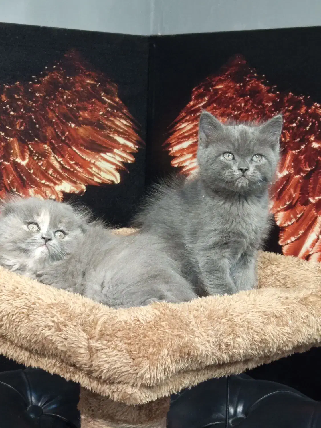 بچه گربه اسکاتیش بلو|گربه|تهران, تهرانسر مرکزی|دیوار