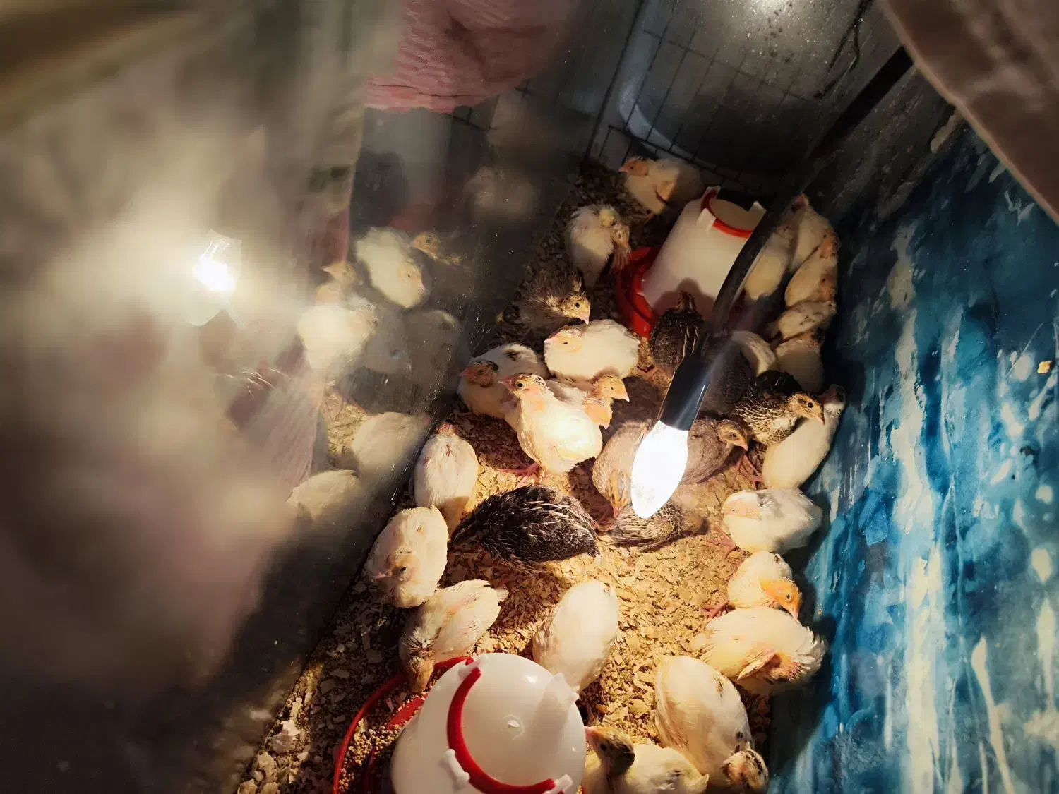 بلدرچین 20 روزه|حیوانات مزرعه|ساری, |دیوار