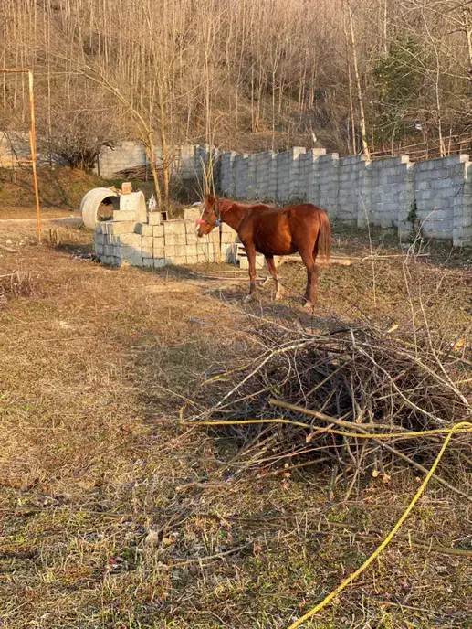 فروش مادیان ۴سال|اسب و تجهیزات اسب‌سواری|توتکابن, |دیوار