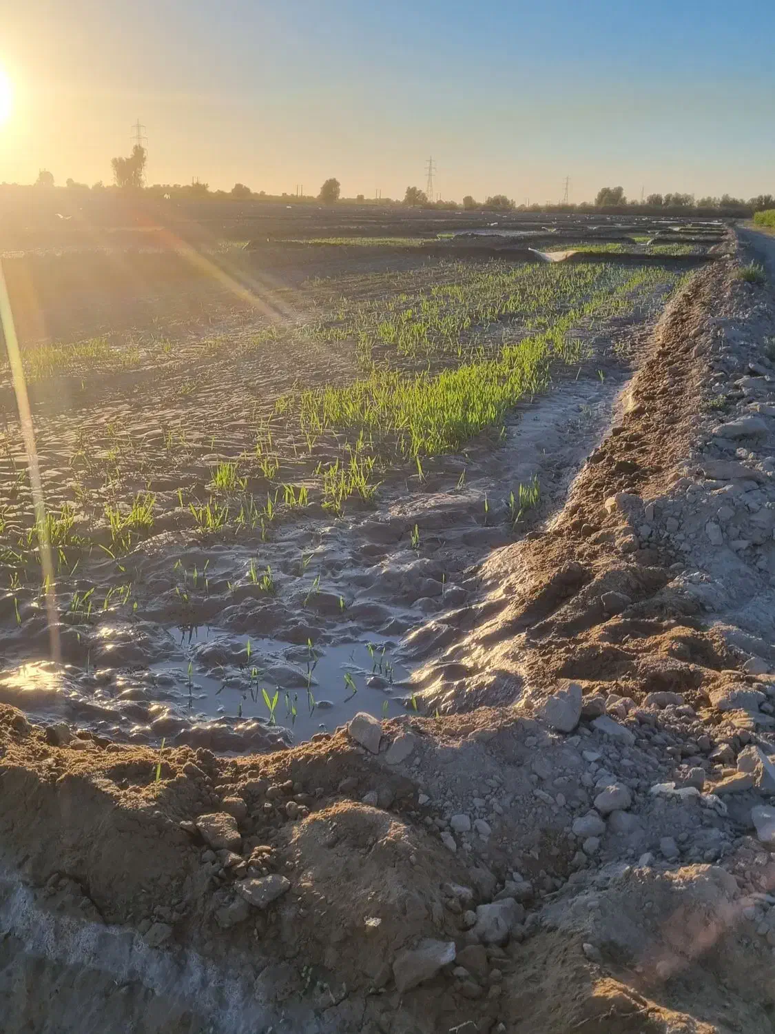 فروش اسپوست علف (یونچه)|خدمات باغبانی و درختکاری|ایرانشهر, |دیوار