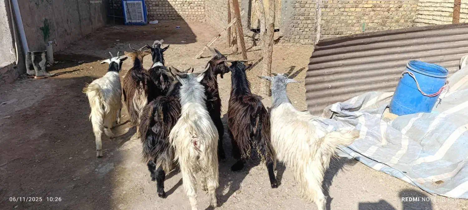 بزغاله فروشی چاق خمیر|حیوانات مزرعه|کرج, شهرک بنفشه|دیوار