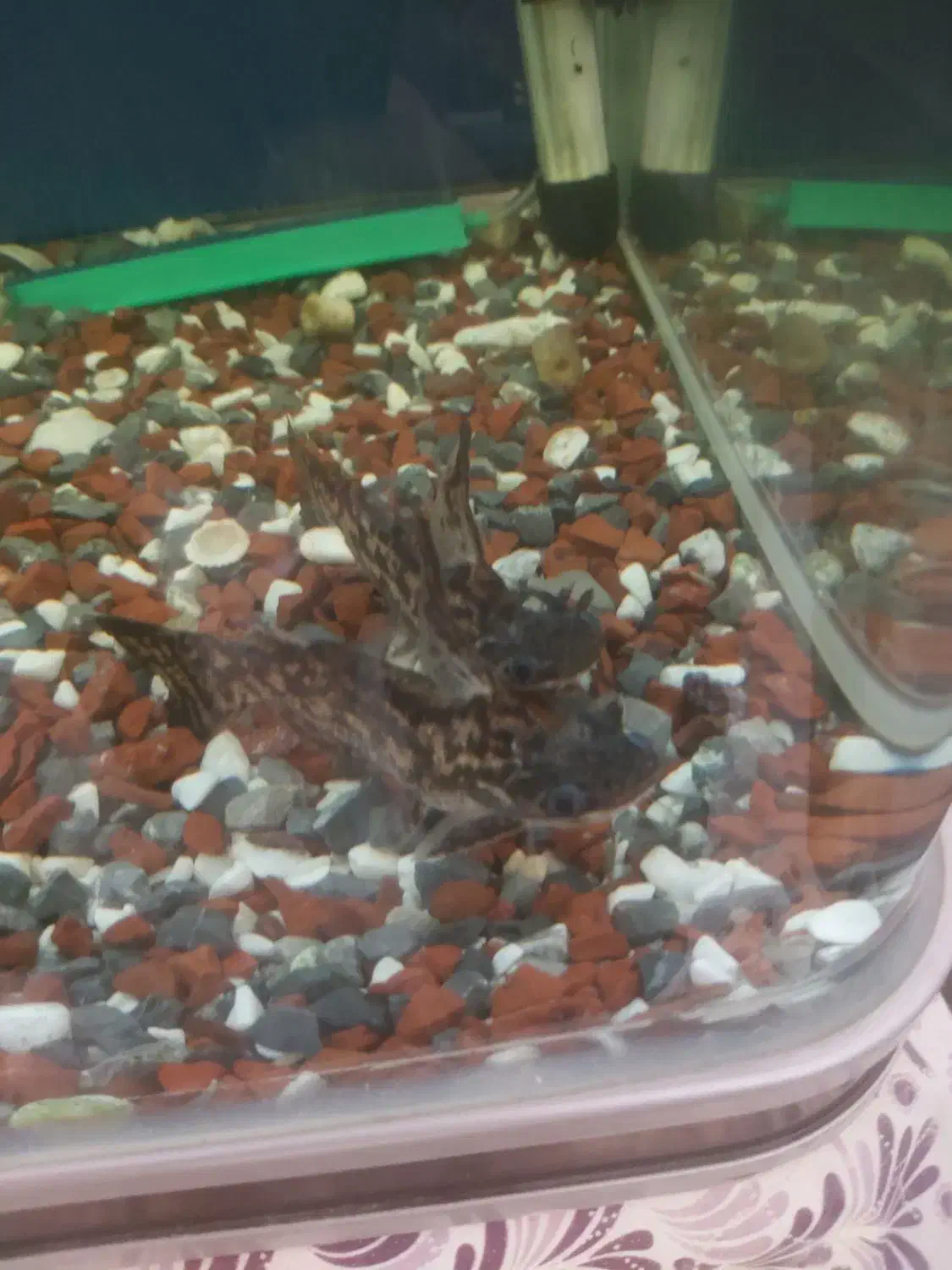 کت کلمبیایی(چوبی)|ماهی|مرند, |دیوار