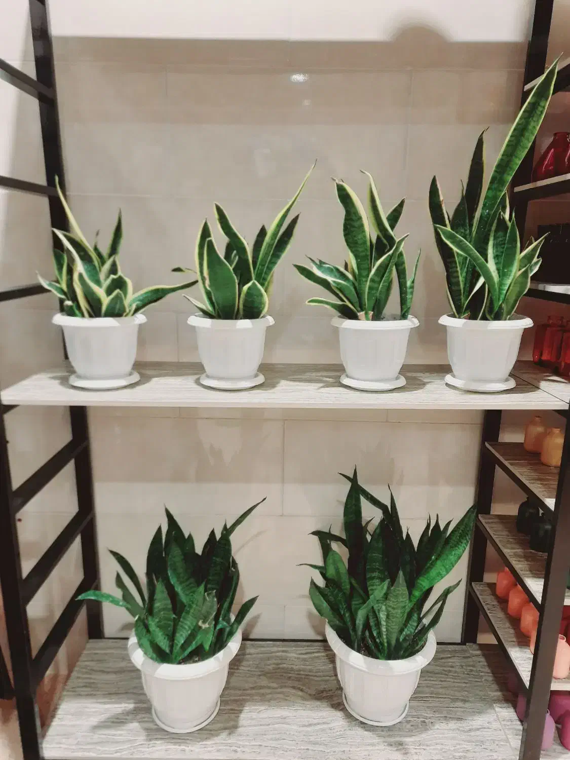 فروش هدایای مناسبتی (به قیمت تولیدی)|گل و گیاه طبیعی|رفسنجان, |دیوار