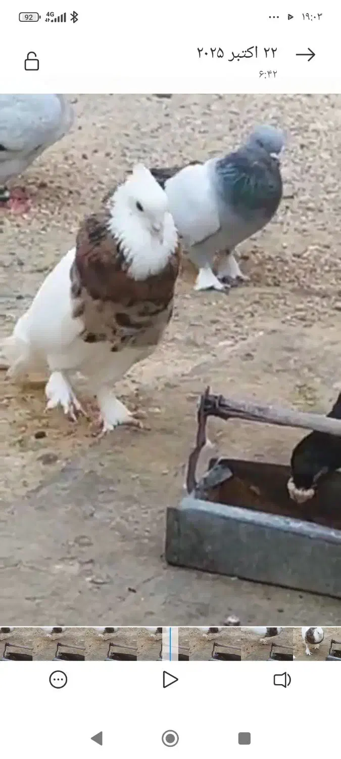 کبوتر طوقی شازده نرماده|پرنده|راهگان, |دیوار