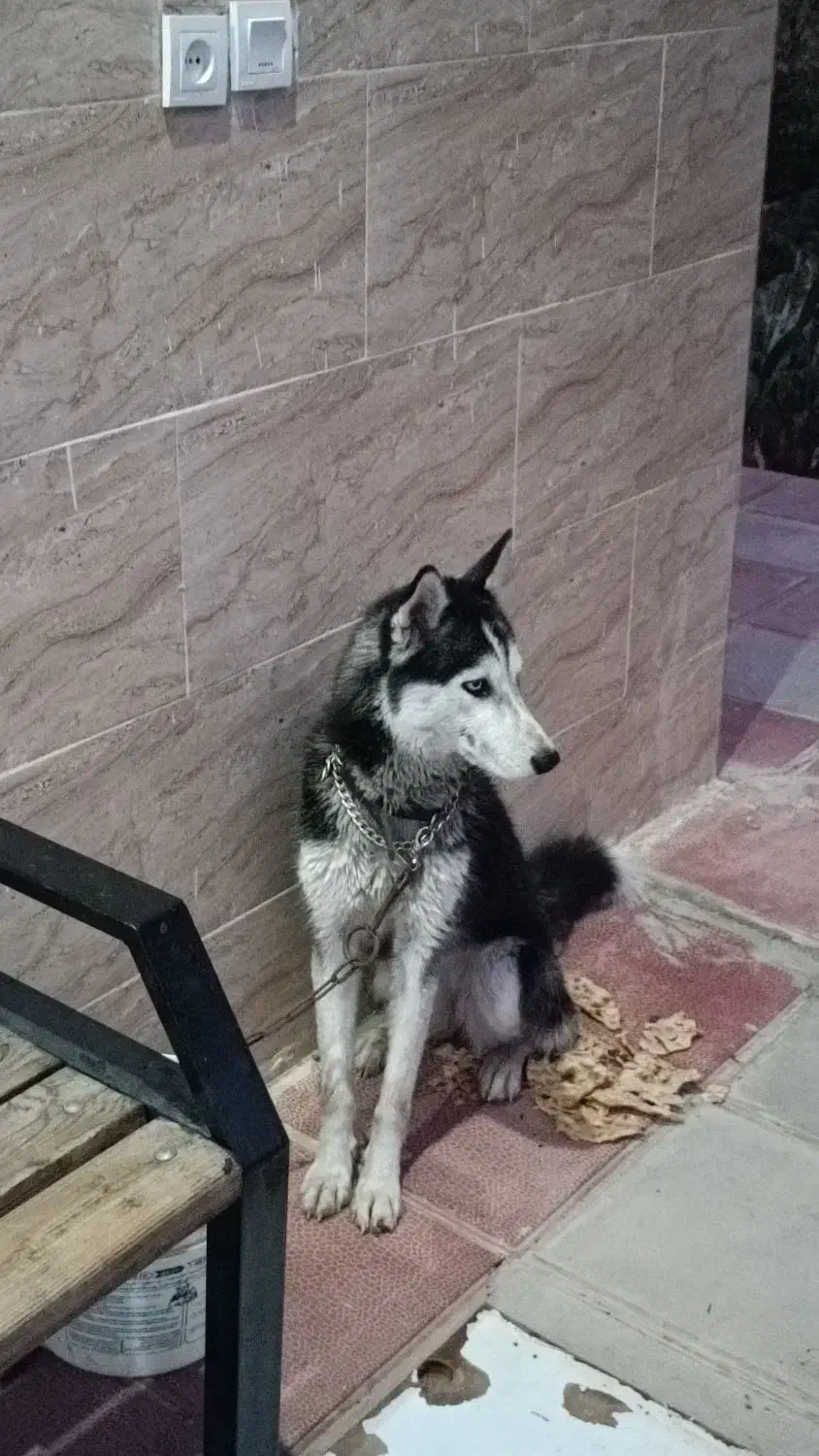 سگ هاسکی|سگ|شریفآباد, |دیوار