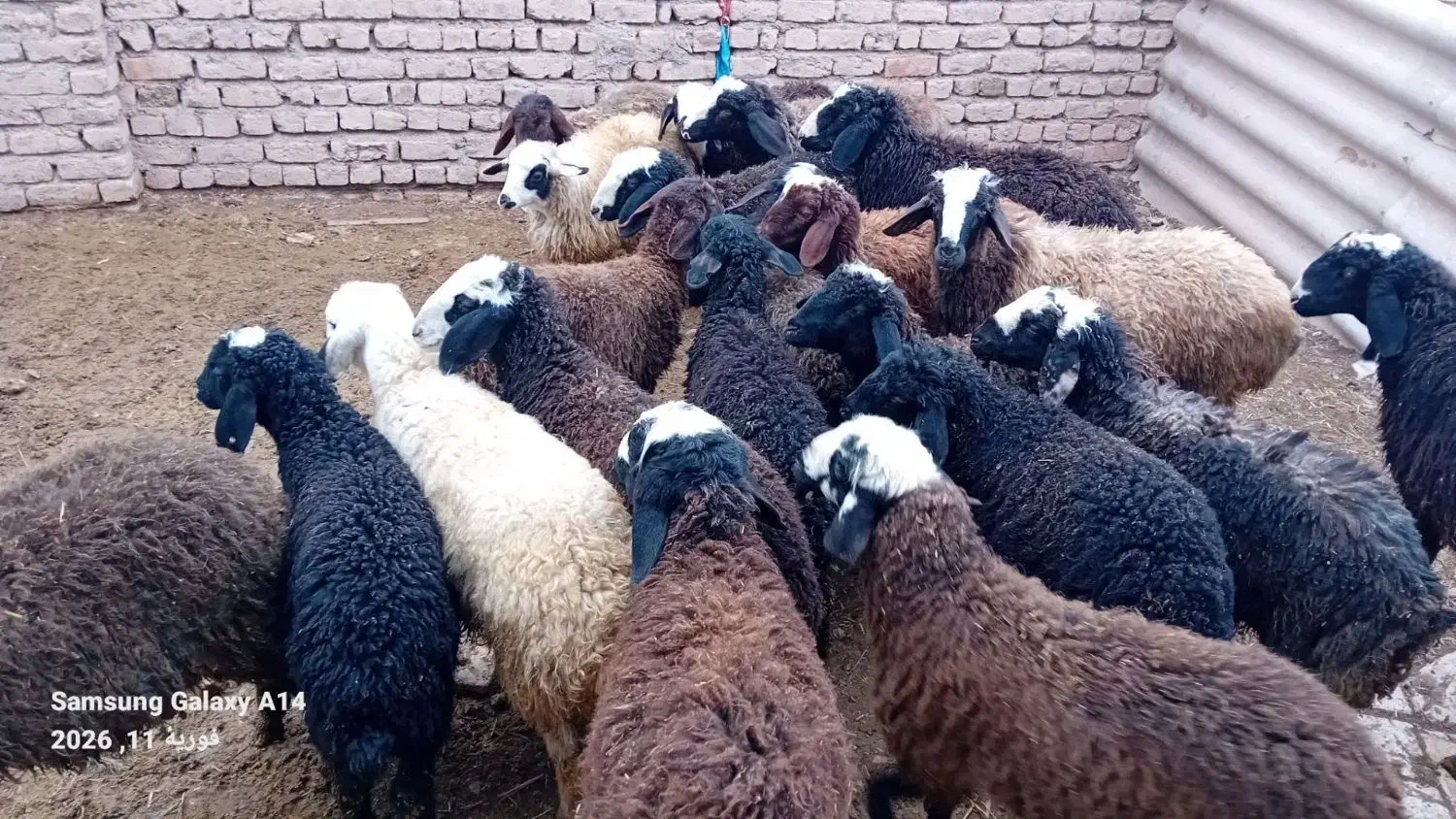 بره|حیوانات مزرعه|قزوین, |دیوار