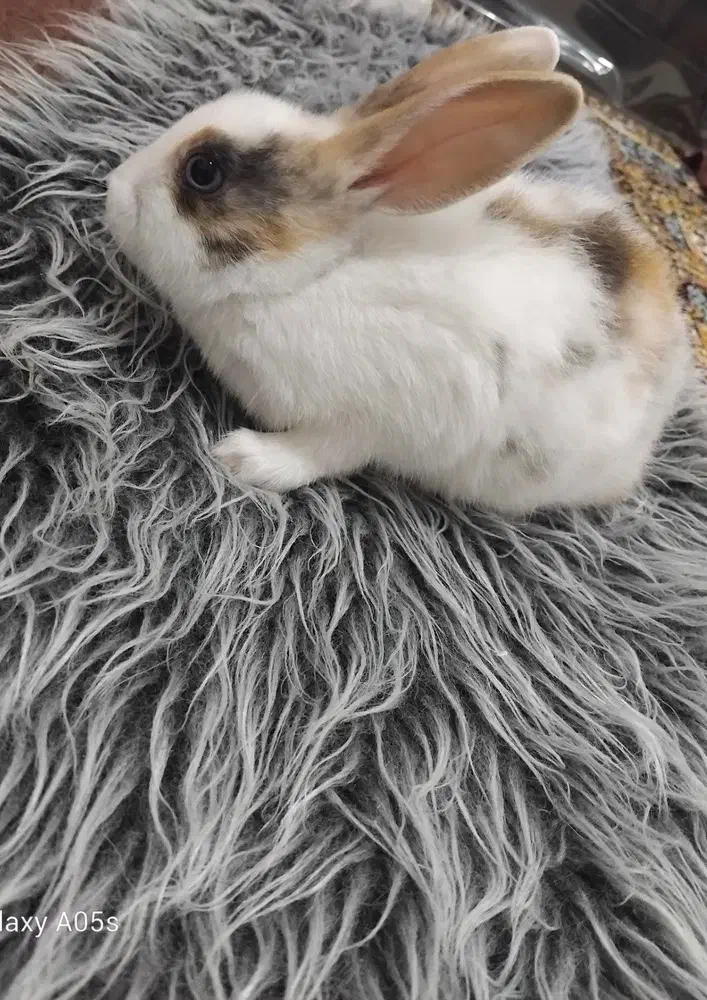 توله خرگوش|موش و خرگوش|مسجد سلیمان, |دیوار