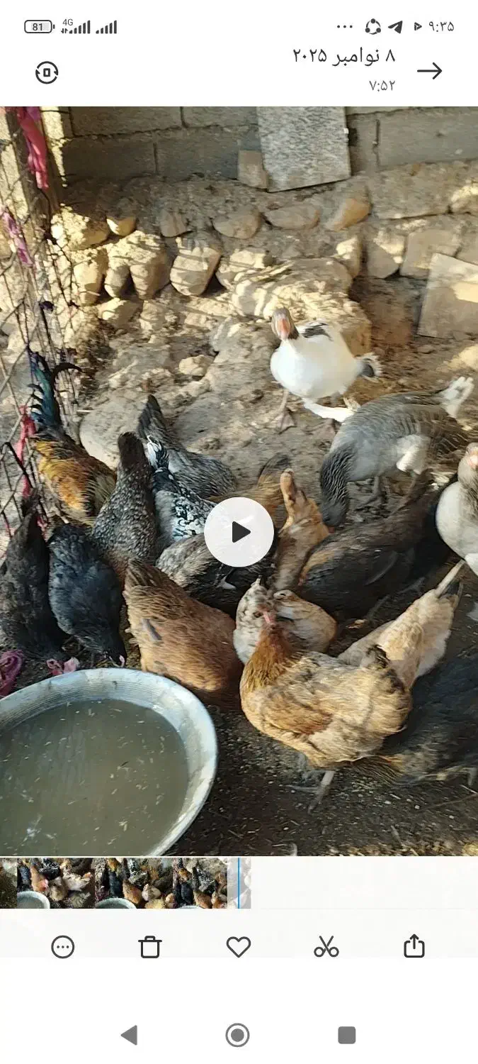 مرغ|حیوانات مزرعه|زرین آباد, |دیوار