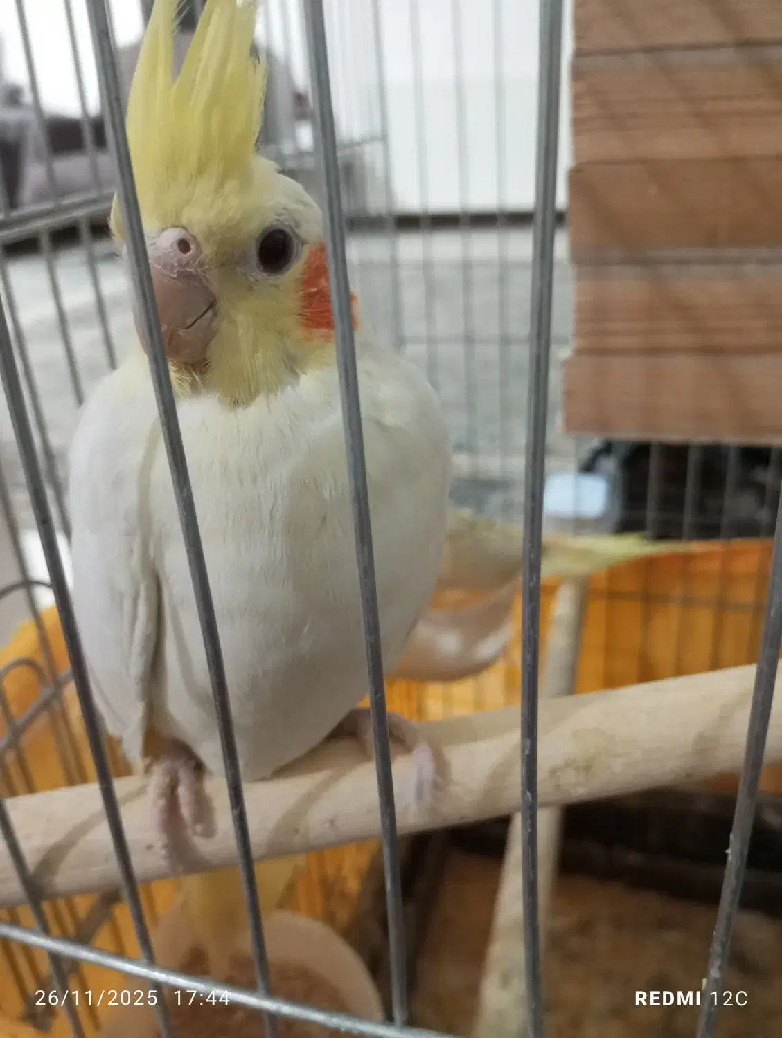 عروس هلندی|پرنده|اسلامشهر, شهرک انبیا|دیوار