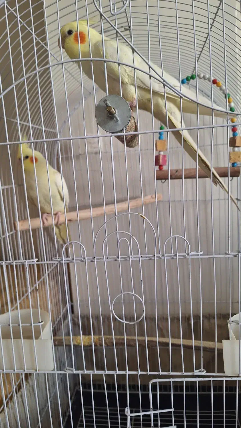 دو عدد عروس هلندی کاملا سالم|پرنده|پردیس, فاز ۸|دیوار