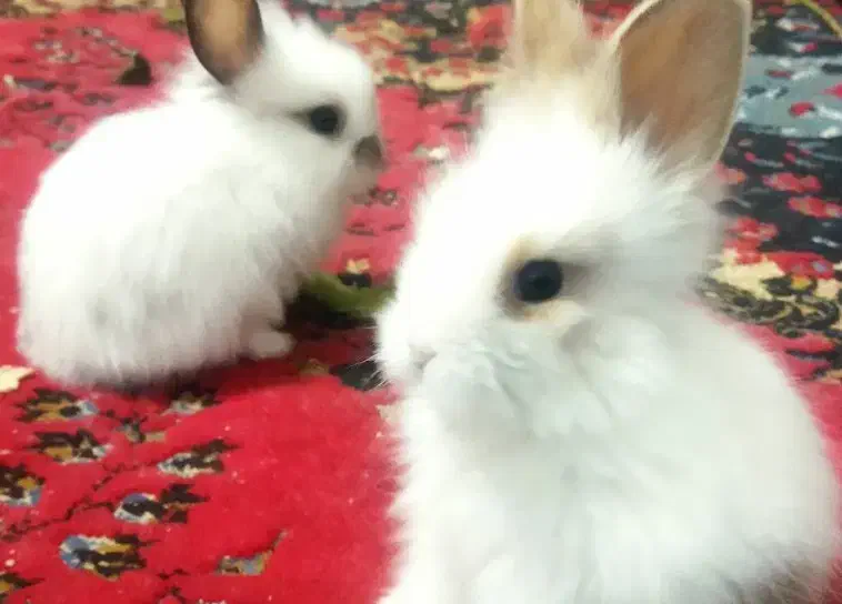 خرگوش لوپ|موش و خرگوش|سبزوار, چهارراه فرودگاه|دیوار