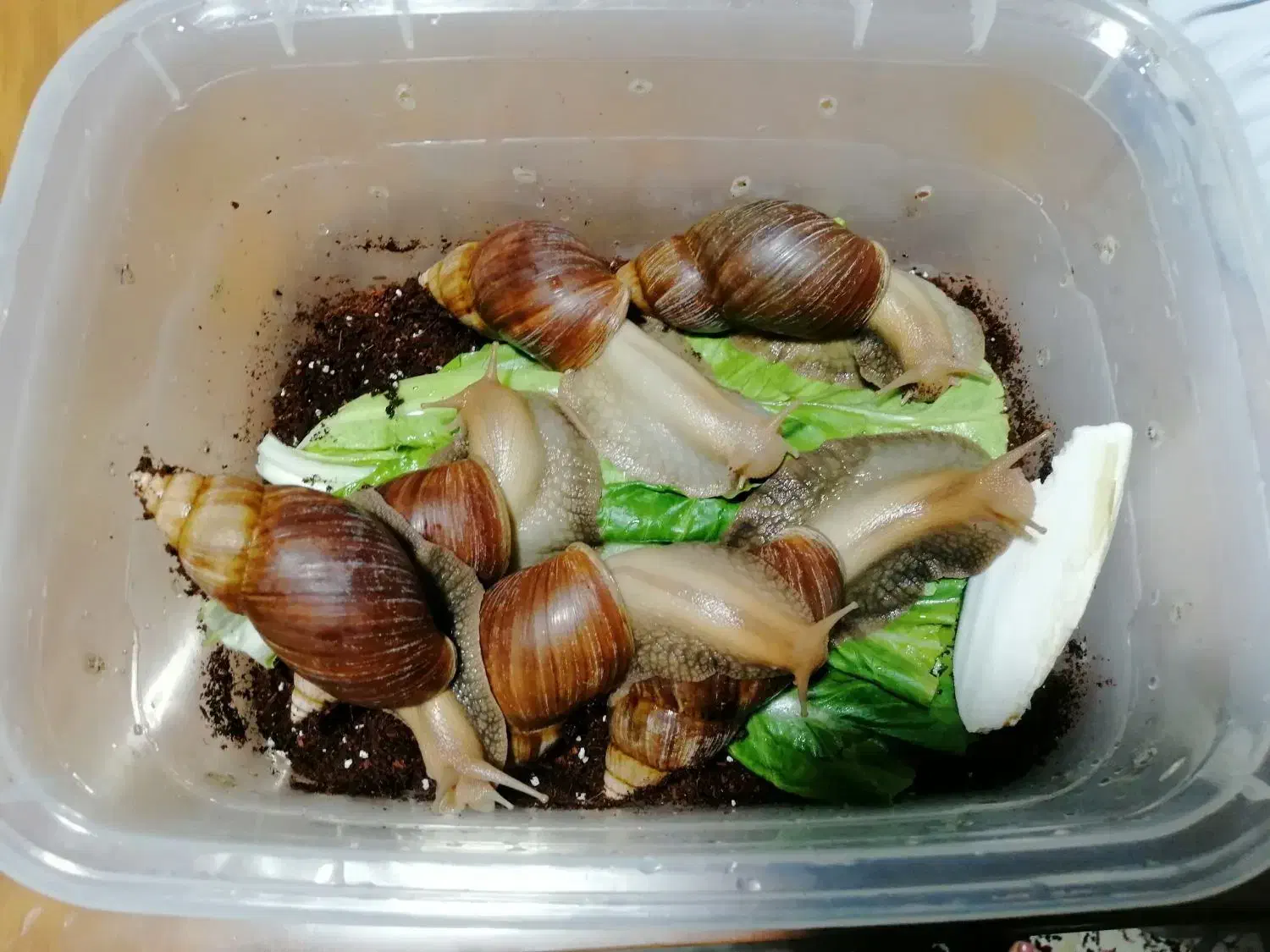 فروش حلزون تخم گذار|خزنده|شیراز, شهرک والفجر|دیوار