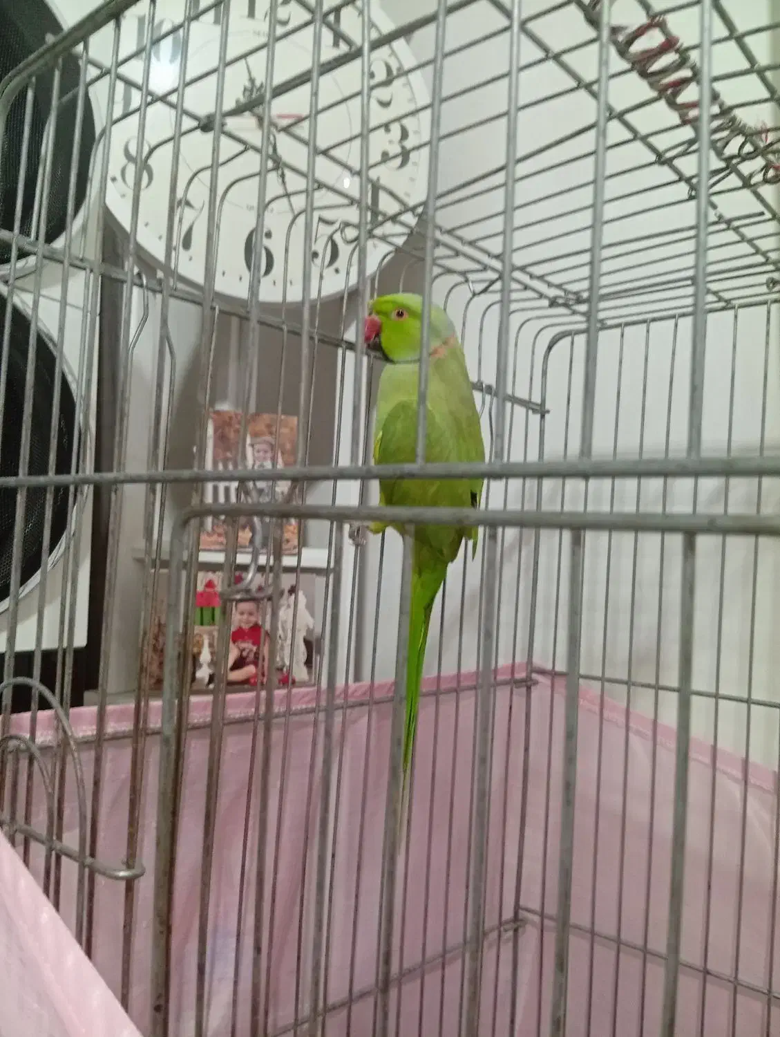 طوطی ملنگو یک سال خورده ای چند کلمه حرف میزنه|پرنده|پاکدشت, پاکدشت (مامازند)|دیوار