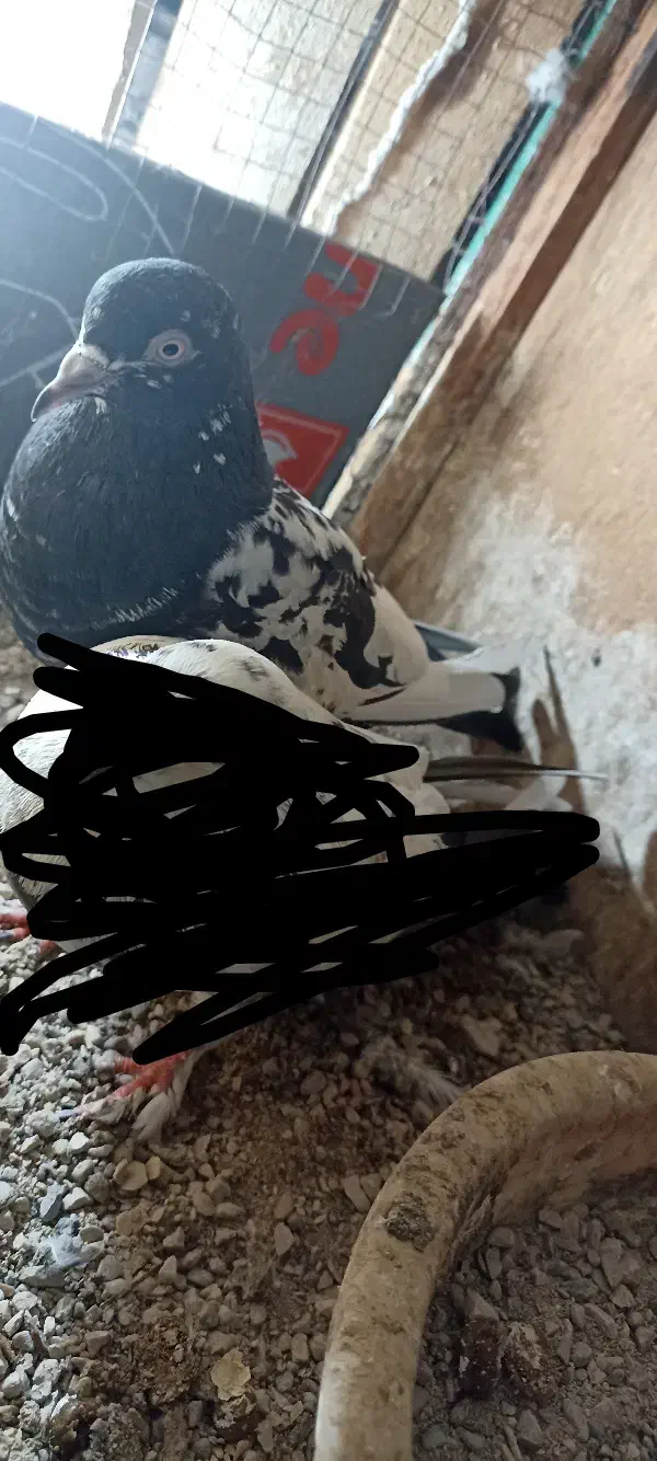 گمشده|حیوانات|بندرعباس, |دیوار