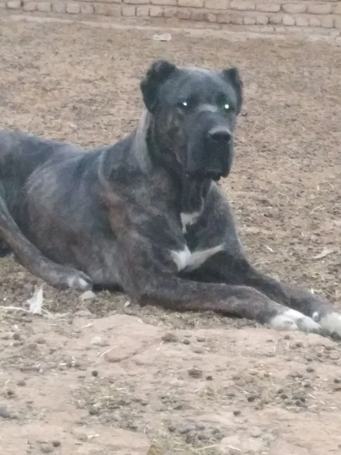 خراسانیگلهایونگهبان|سگ|بوئین زهرا, |دیوار