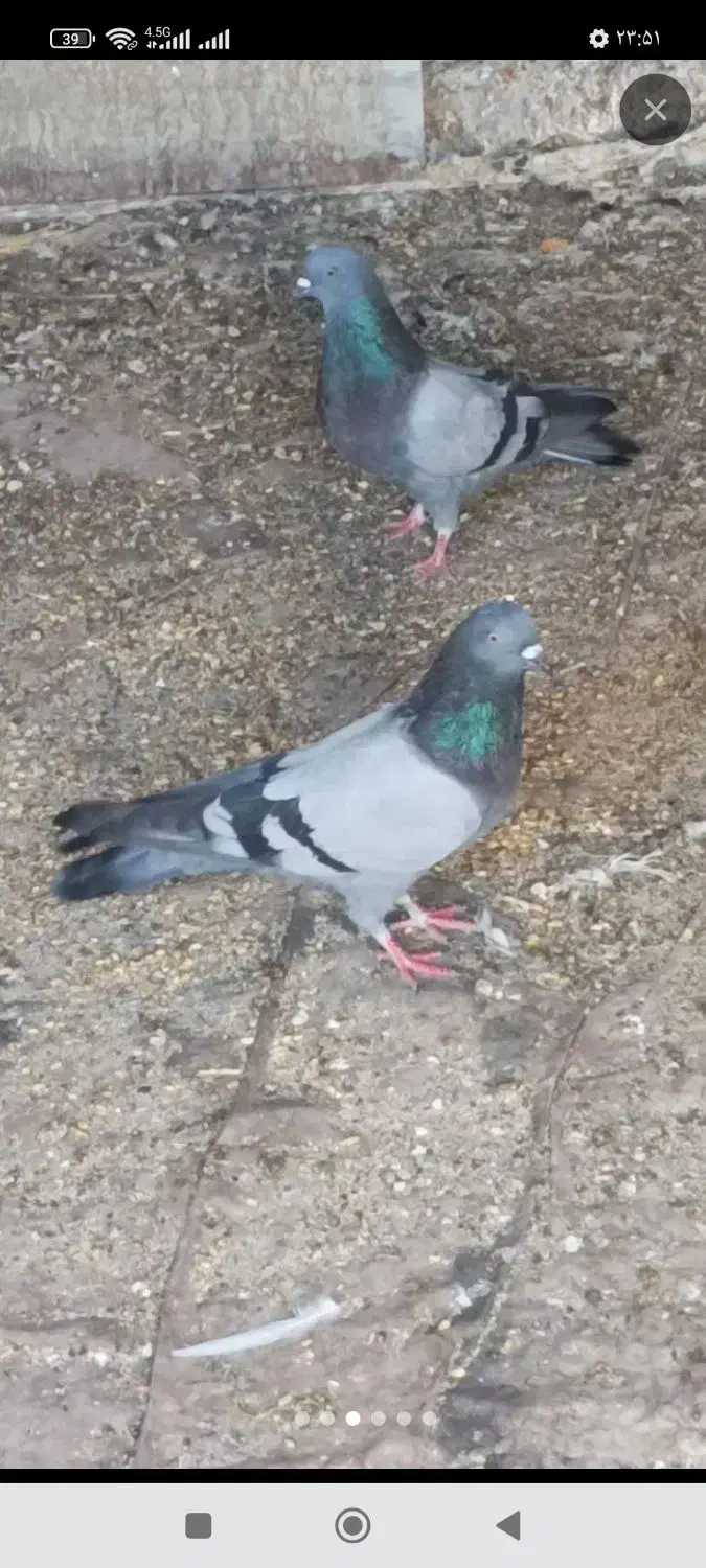 پرنده|پرنده|اصفهان, شهرک کاوه|دیوار