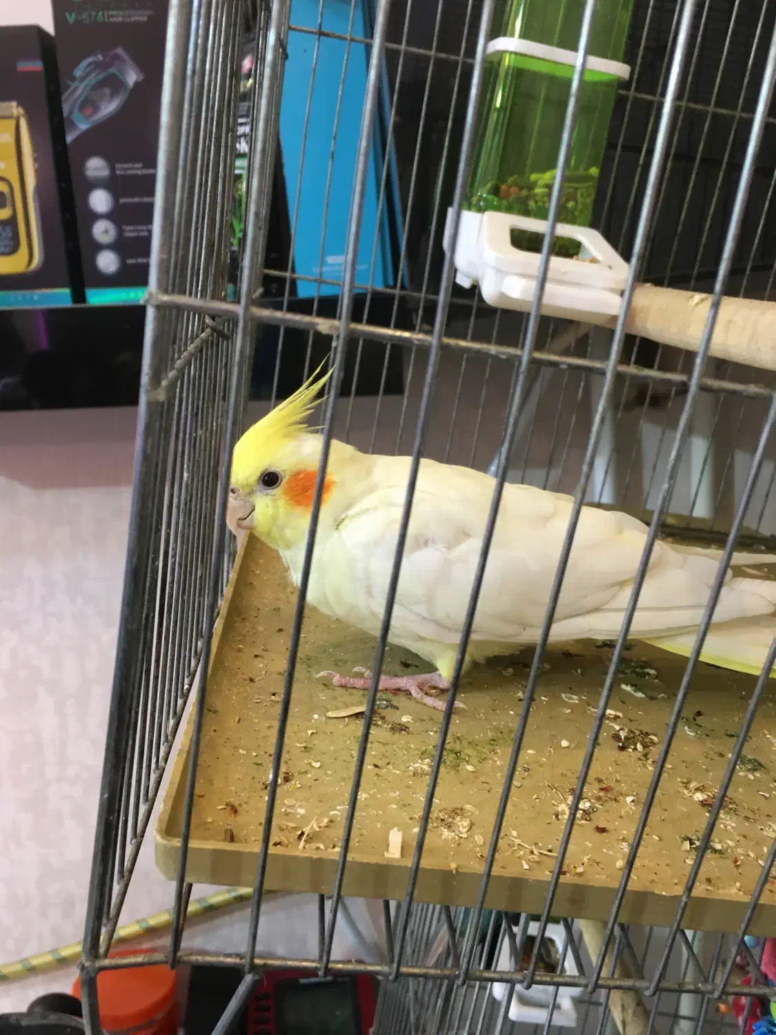 طوطی|پرنده|تهران, اوقاف|دیوار