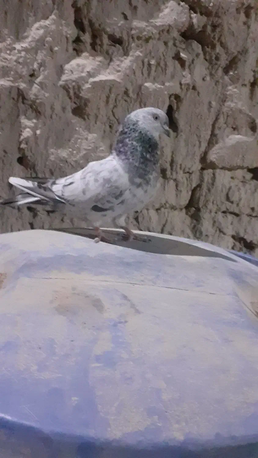 یک کبوتر کله‌ای|پرنده|سراوان, |دیوار